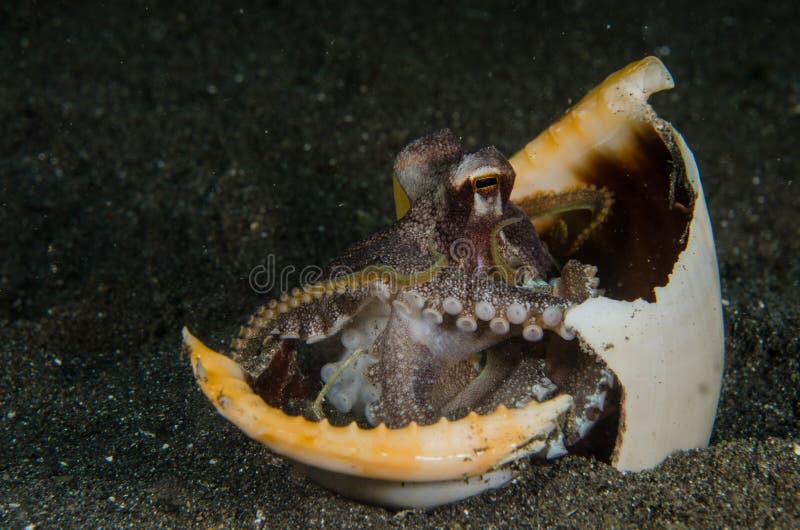 10,152 Octopus Underwater Stock Photos Free & RoyaltyFree Stock