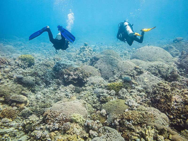 Scuba Diving in Red Sea, Aqaba, Jordan Stock Image Image of colorful
