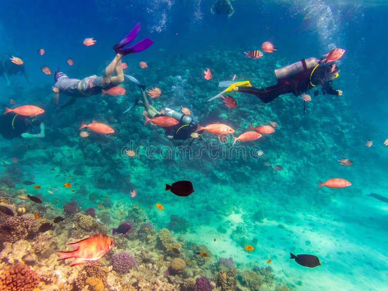 Scuba Diving utforskar Röda havet