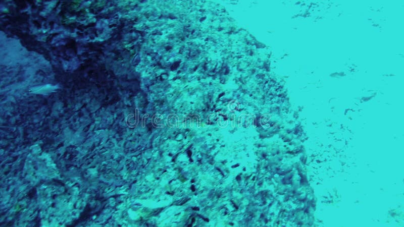 Scuba diving. View from action camera of fishes