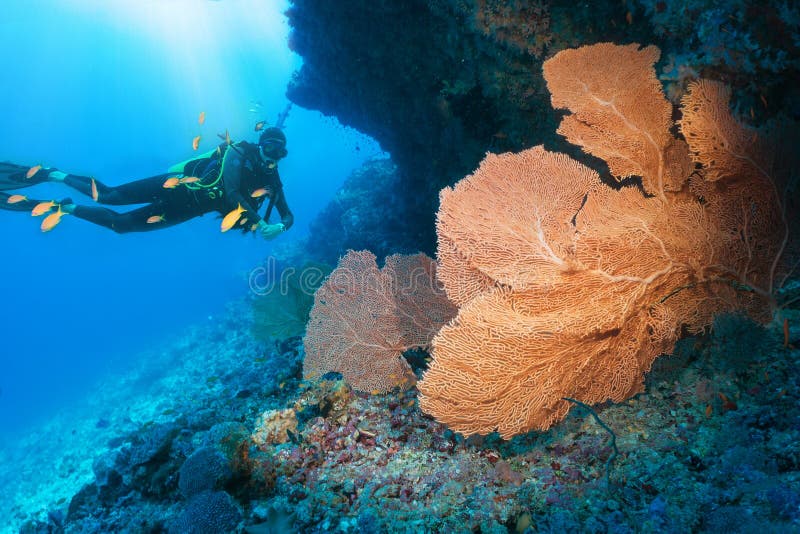 Scuba-duiker die een groot ventilatorkoraal bekijken in de Indische Oceaan stock afbeelding Scuba-duiker die een groot ventilatorkoraal bekijken in de Indische Oceaan stock afbeelding
