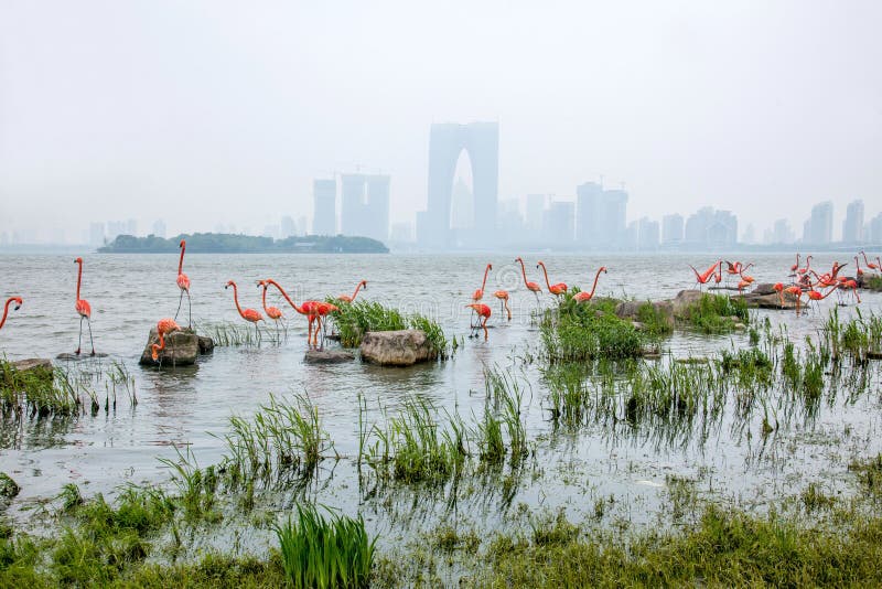 Flamingo (English name: Phoenicopteridae, Phoenicopterus): also known as red stork. 1 genus 6: high about 80-160 cm, weight 2.5-3.5 kg. Long and curved feet; feet very long and bare, the forward three toes between the webbed, after the toe short is not the size of the stork; mouth short and thick, the mouth on the middle of the sudden downward curve, the next mouth into a large groove; Wings small size; tail short; body feather white and rosy, feathers black, coverts dark red, various colors contrast, very bright. Flamingo (English name: Phoenicopteridae, Phoenicopterus): also known as red stork. 1 genus 6: high about 80-160 cm, weight 2.5-3.5 kg. Long and curved feet; feet very long and bare, the forward three toes between the webbed, after the toe short is not the size of the stork; mouth short and thick, the mouth on the middle of the sudden downward curve, the next mouth into a large groove; Wings small size; tail short; body feather white and rosy, feathers black, coverts dark red, various colors contrast, very bright.