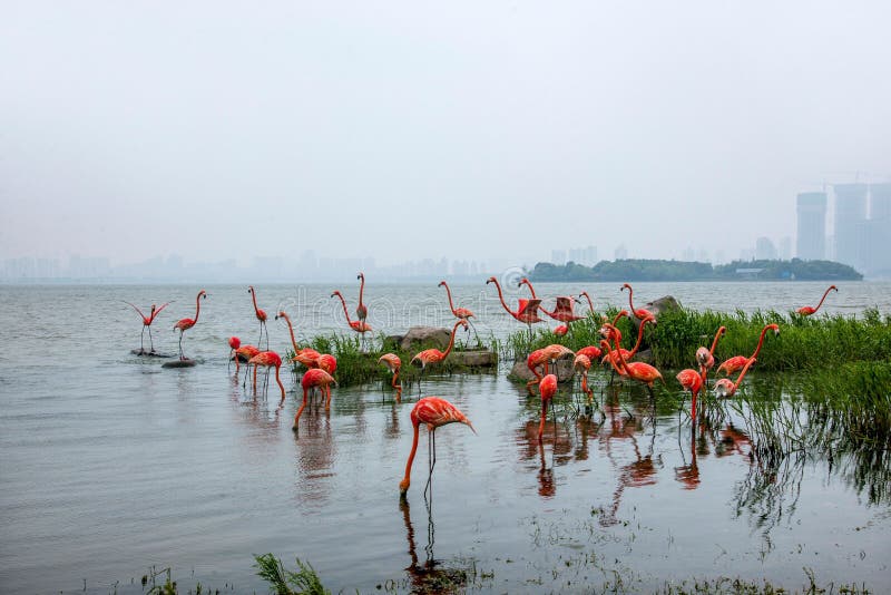 Flamingo (English name: Phoenicopteridae, Phoenicopterus): also known as red stork. 1 genus 6: high about 80-160 cm, weight 2.5-3.5 kg. Long and curved feet; feet very long and bare, the forward three toes between the webbed, after the toe short is not the size of the stork; mouth short and thick, the mouth on the middle of the sudden downward curve, the next mouth into a large groove; Wings small size; tail short; body feather white and rosy, feathers black, coverts dark red, various colors contrast, very bright. Flamingo (English name: Phoenicopteridae, Phoenicopterus): also known as red stork. 1 genus 6: high about 80-160 cm, weight 2.5-3.5 kg. Long and curved feet; feet very long and bare, the forward three toes between the webbed, after the toe short is not the size of the stork; mouth short and thick, the mouth on the middle of the sudden downward curve, the next mouth into a large groove; Wings small size; tail short; body feather white and rosy, feathers black, coverts dark red, various colors contrast, very bright.