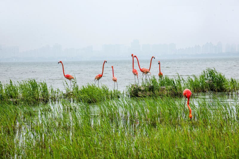 Flamingo (English name: Phoenicopteridae, Phoenicopterus): also known as red stork. 1 genus 6: high about 80-160 cm, weight 2.5-3.5 kg. Long and curved feet; feet very long and bare, the forward three toes between the webbed, after the toe short is not the size of the stork; mouth short and thick, the mouth on the middle of the sudden downward curve, the next mouth into a large groove; Wings small size; tail short; body feather white and rosy, feathers black, coverts dark red, various colors contrast, very bright. Flamingo (English name: Phoenicopteridae, Phoenicopterus): also known as red stork. 1 genus 6: high about 80-160 cm, weight 2.5-3.5 kg. Long and curved feet; feet very long and bare, the forward three toes between the webbed, after the toe short is not the size of the stork; mouth short and thick, the mouth on the middle of the sudden downward curve, the next mouth into a large groove; Wings small size; tail short; body feather white and rosy, feathers black, coverts dark red, various colors contrast, very bright.