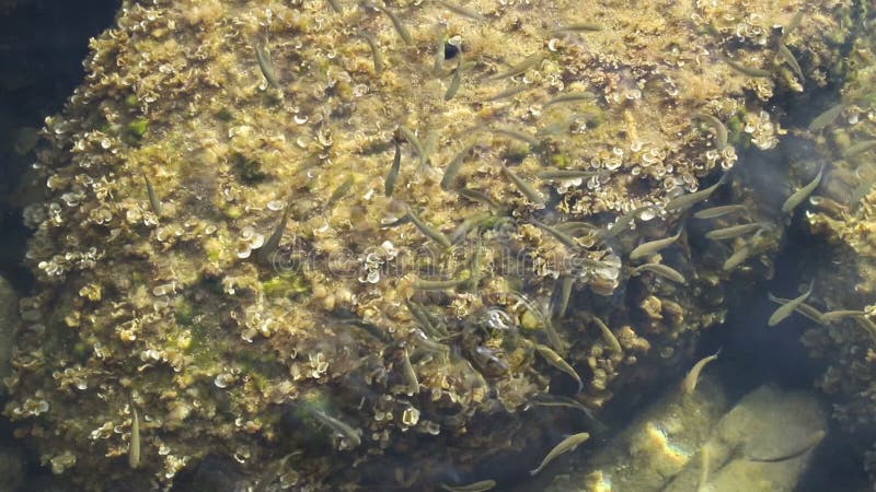 Scuola di pesci che nuota vicino alla costa del mare Adriatico Movimento lento