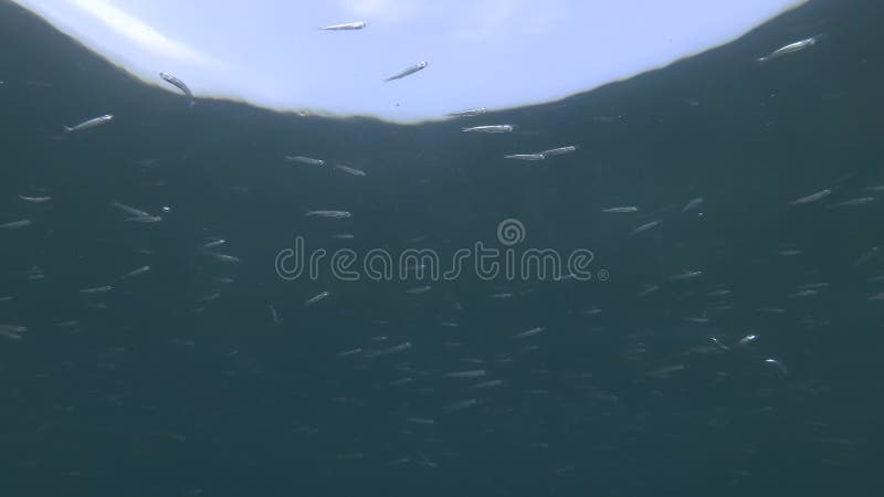Scuola di pesci di sabbia di mare o nuotatori di argentina sotto superficie in acqua blu su fondo celeste