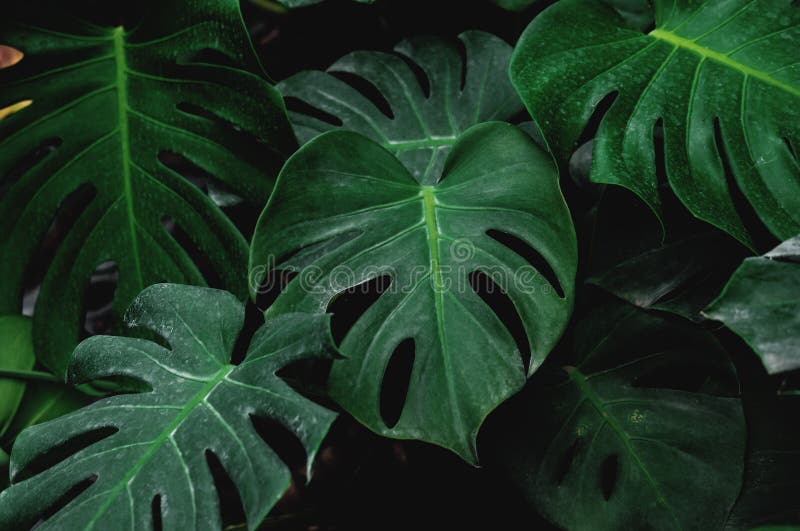 Low key, Green leaves of Monstera plant growing in wild, the tropical forest plants. Low key, Green leaves of Monstera plant growing in wild, the tropical forest plants