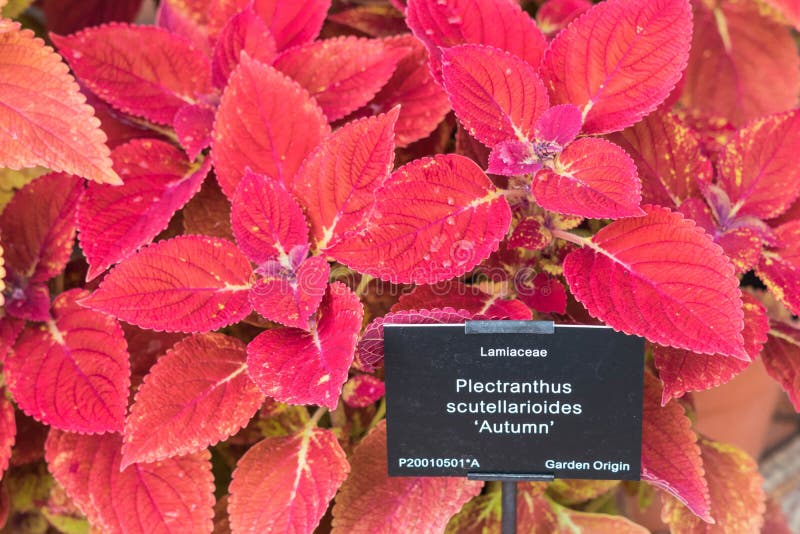 Scutellarioides di Plectranthus, sole di inverno, cultivar crescente bassa compatta fotografia stock libera da diritti Scutellarioides di Plectranthus, sole di inverno, cultivar crescente bassa compatta fotografia stock libera da diritti