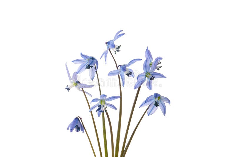 Blue bell Scylla flowers isolated on white background