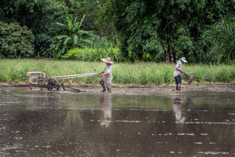 Scène agricole pittoresque de rizière en Thaïlande photo stock Scène agricole pittoresque de rizière en Thaïlande photo stock
