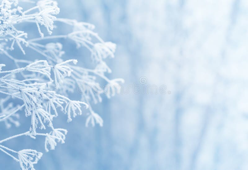 Scène d'hiver photos stock Scène d'hiver photos stock