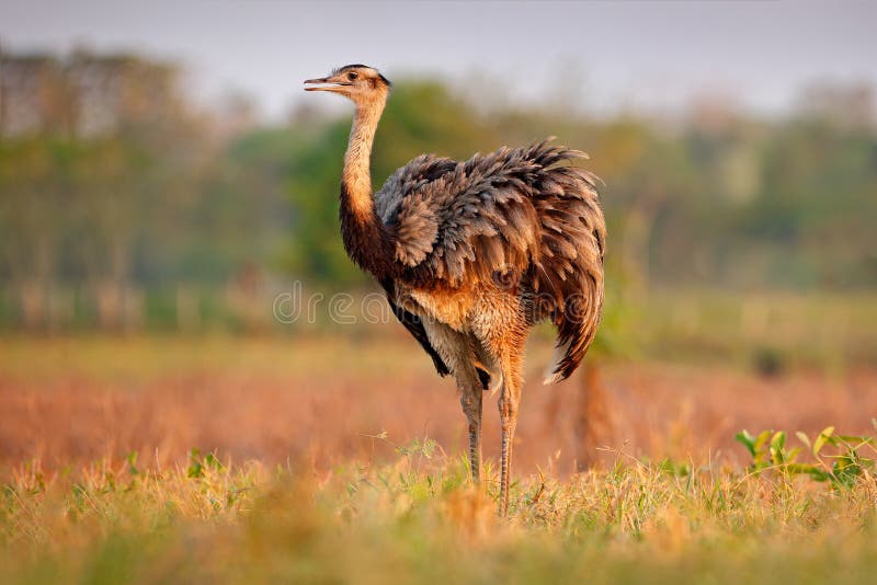 Scène de faune du Brésil Oiseau avec le long cou Un plus grand nandou, nandou americana, grand oiseau avec les plumes pelucheuses images stock Scène de faune du Brésil Oiseau avec le long cou Un plus grand nandou, nandou americana, grand oiseau avec les plumes pelucheuses images stock
