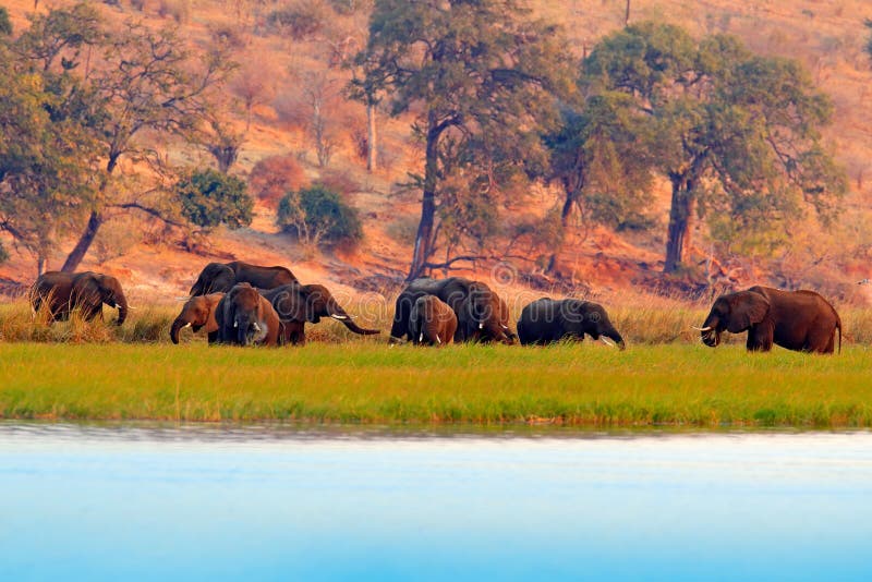 Scène de faune de nature Lac avec de grands animaux Un troupeau d'éléphants africains buvant de la rivière, soulevant leurs tronc images stock Scène de faune de nature Lac avec de grands animaux Un troupeau d'éléphants africains buvant de la rivière, soulevant leurs tronc images stock