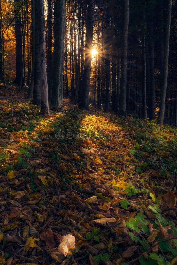 Scène de forêt au lever du soleil derrière les arbres projetant la lumière sur les feuilles tombées image libre de droits Scène de forêt au lever du soleil derrière les arbres projetant la lumière sur les feuilles tombées image libre de droits