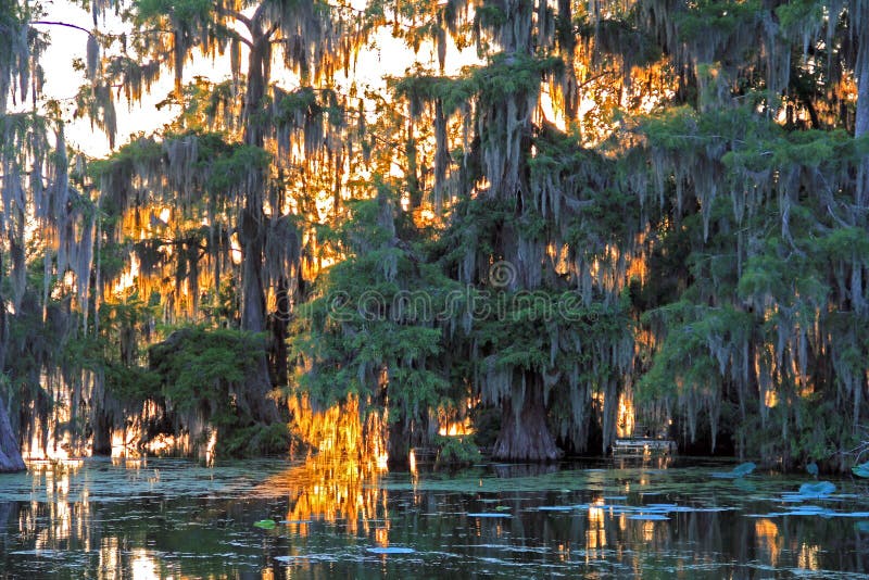 Scène de paysage de fin de l'après-midi dans le lac Martin Louisiana photographie stock libre de droits Scène de paysage de fin de l'après-midi dans le lac Martin Louisiana photographie stock libre de droits