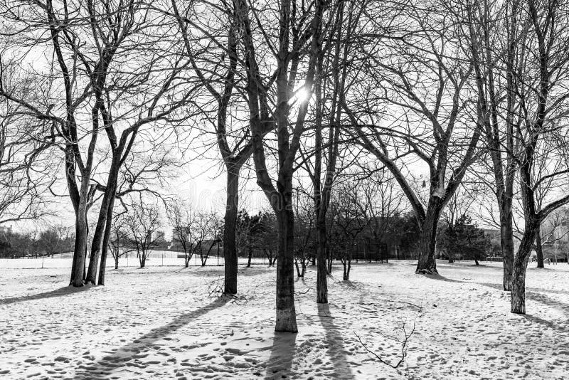 Scène noire et blanche d'arbre d'hiver faisant face au Sun Chicago image stock Scène noire et blanche d'arbre d'hiver faisant face au Sun Chicago image stock