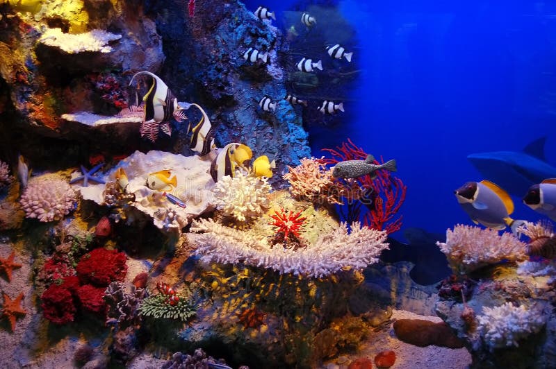 Scène sous-marine image libre de droits Scène sous-marine image libre de droits