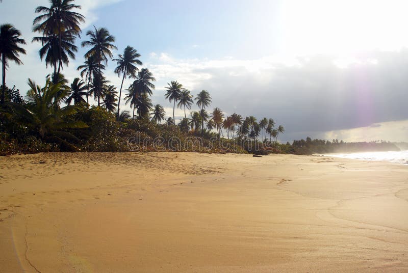 Scène tropicale contrastée de plage