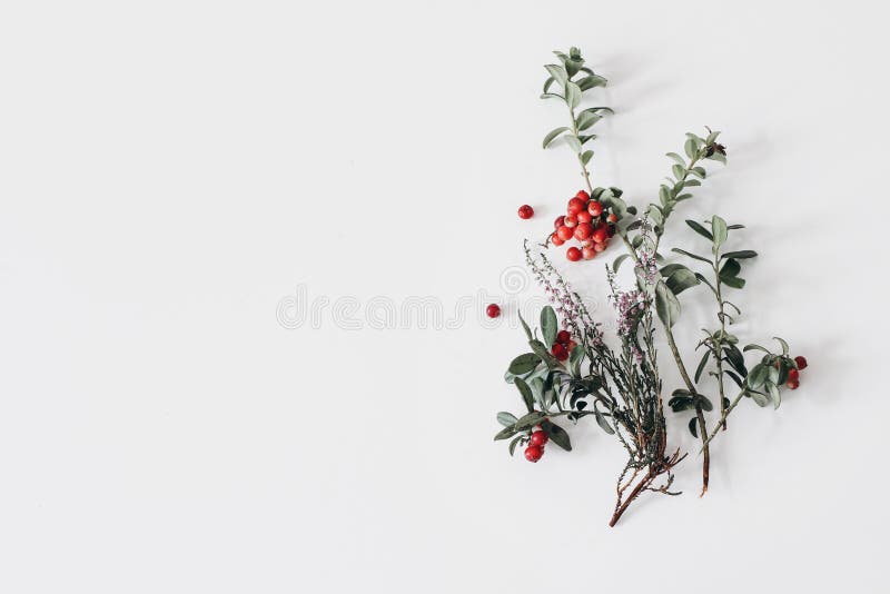 Scădere în greutate. ramură de iarbă-neagră purpurie și afine-de-mare cu boabe roșii izolate pe masă albă royalty free stock photos