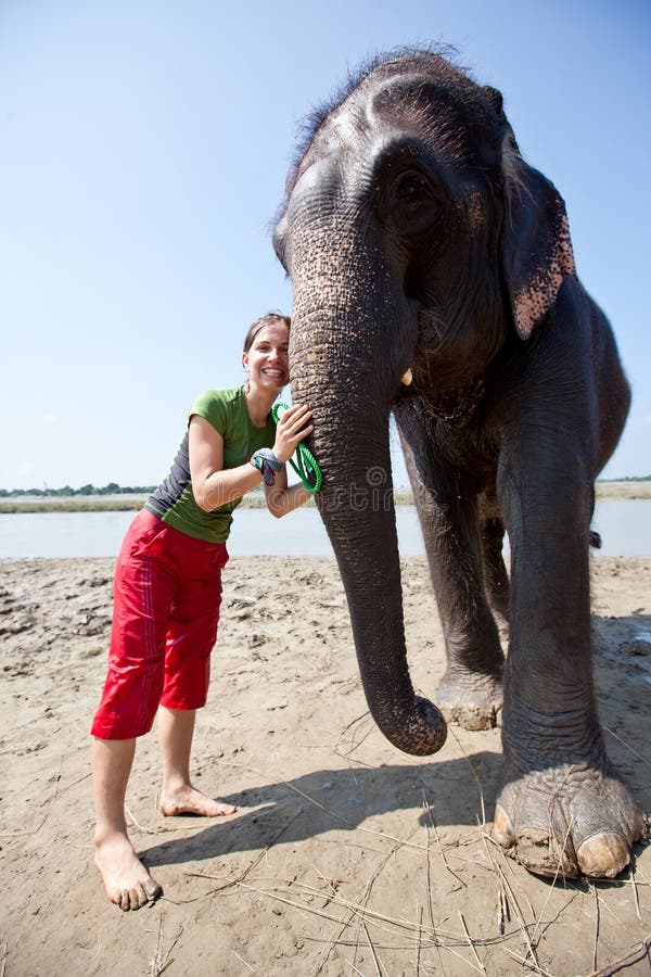 Baignade avec des éléphants photo stock