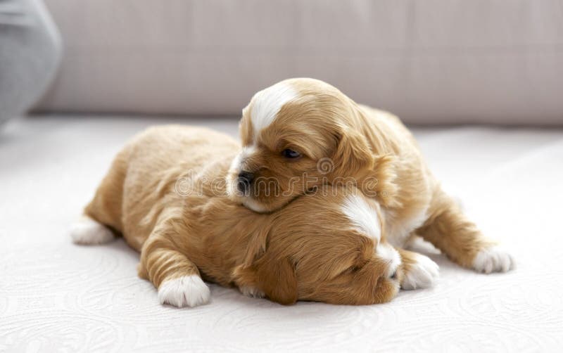 Se Blottir De Deux Petit Chiots Image Stock Image Du Snuggling Couvre 114018235