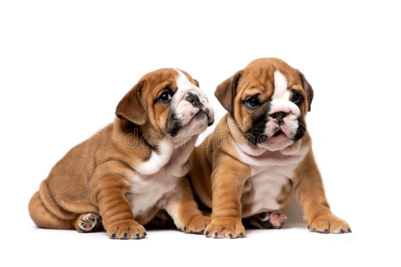 Se reposer anglais mignon de deux chiots de bouledogue prochain, écoutant soigneusement, d'isolement sur un fond blanc photos stock Se reposer anglais mignon de deux chiots de bouledogue prochain, écoutant soigneusement, d'isolement sur un fond blanc photos stock