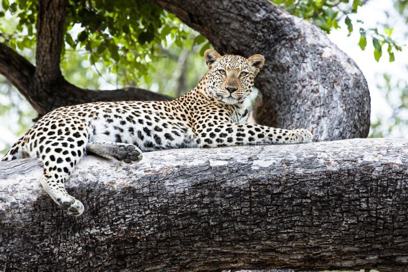 Se situer détendu par léopard dans un arbre