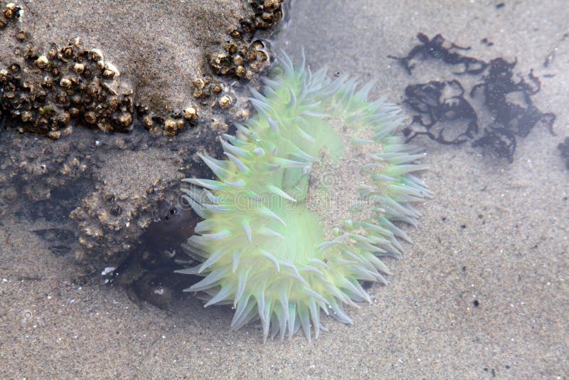 Sea Anemone stock photo. Image of oral, green, tentacles 21027088