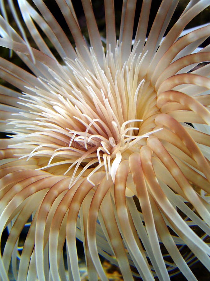 Sea anemone royalty free stock photos