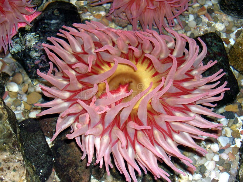 Sea Anemone stock photo. Image of oral, green, tentacles 21027088