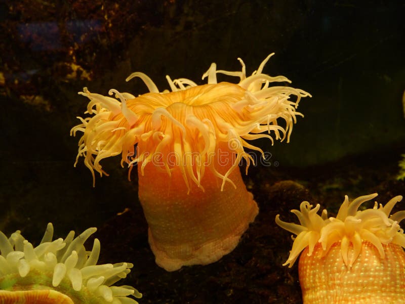 Sea anemone