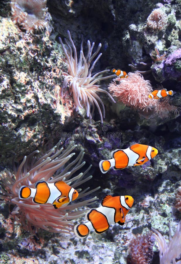 Sea anemone and clown fish in marine aquarium. Corals, anemones, tropical fish