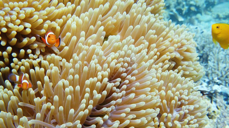 Sea Anemone and Clown Fish. Stock Photo - Image of scuba, depth: 183959224