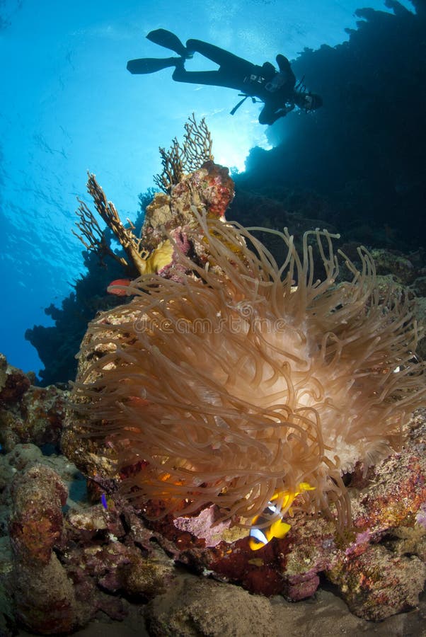 Sea anemone, clownfish and scuba diver silhouette.