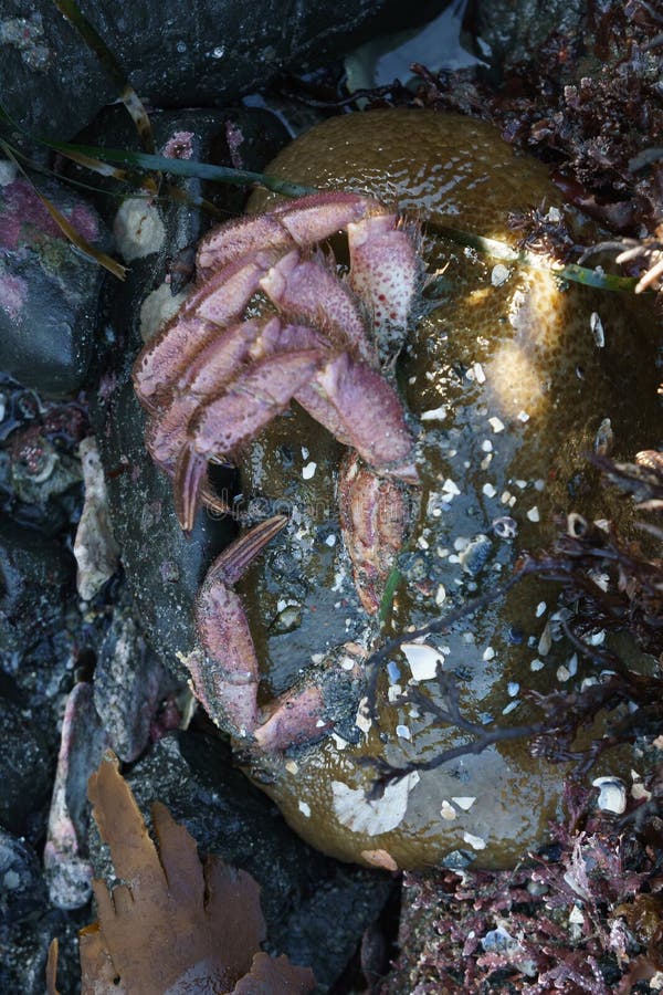Sea anemone eating crab stock photo. Image of eating 260122400