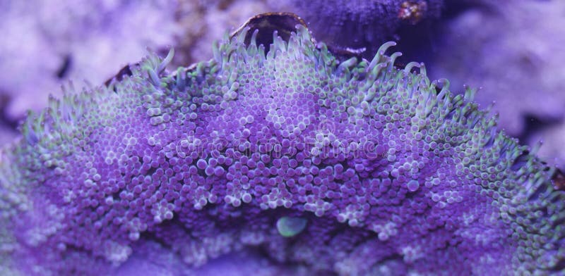 Sea Anemone texture