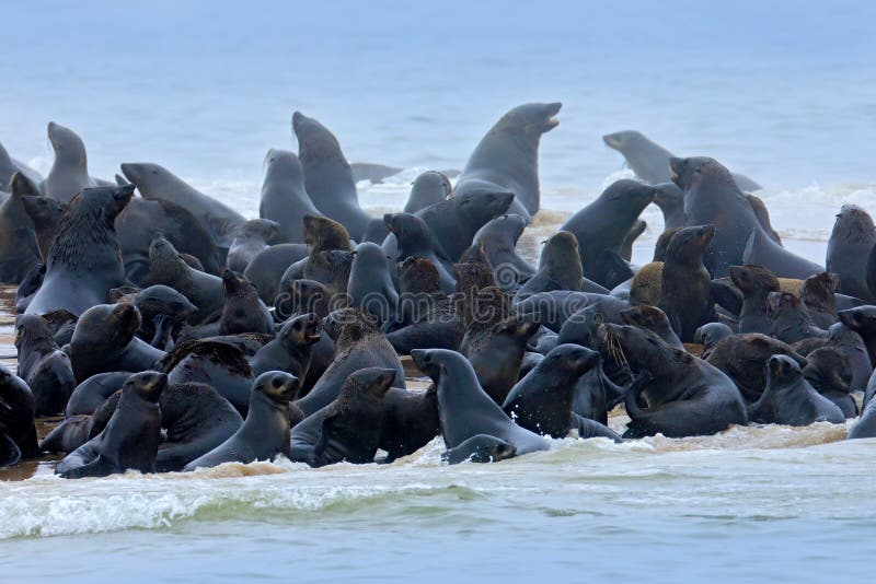 Sea animals. Colony of Cape Brown fur seal, Arctocephalus pusillus, a lot of animals on the beach. Art view nature on the, Walvis