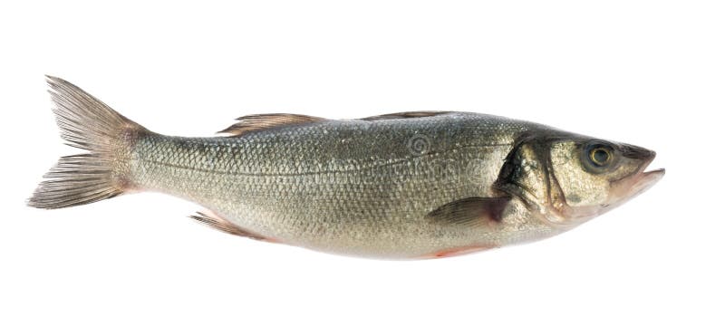 Sea bass fish isolated without shadow