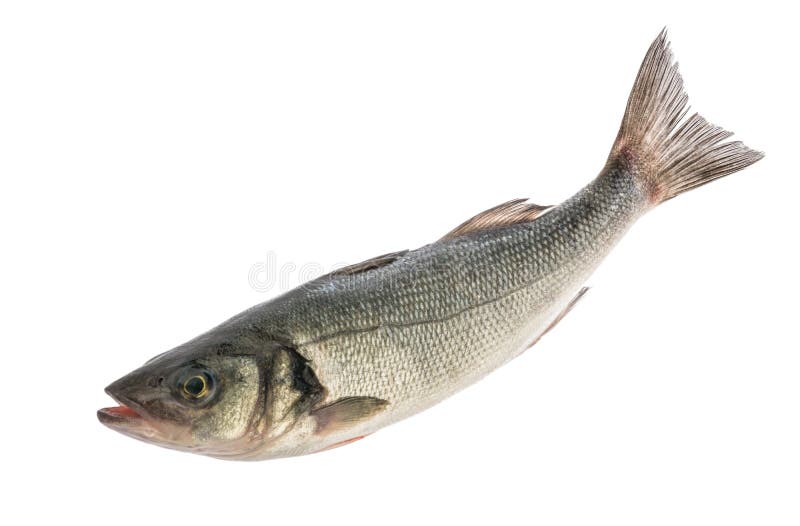 Sea bass fish isolated without shadow on white background