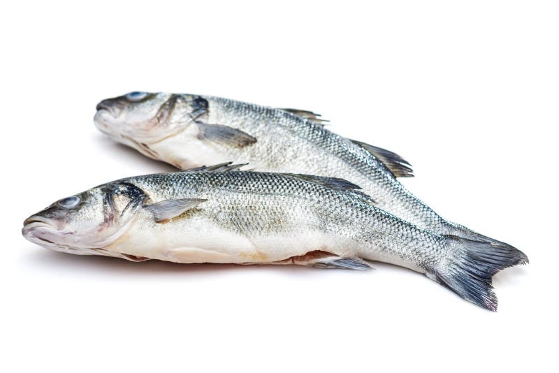Sea bass fish stock image. Image of background, head 51845671