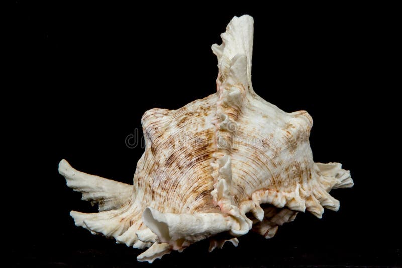 Sea beautiful unusual shell on a black background stock photo