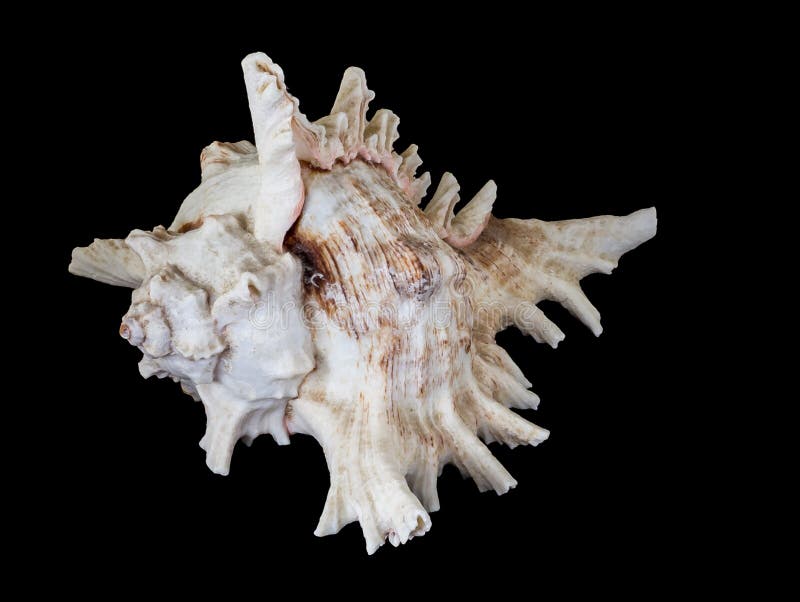 Sea beautiful unusual shell on a black background royalty free stock photo