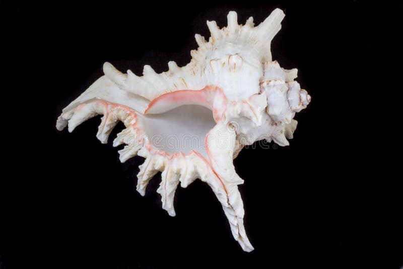 Sea beautiful unusual shell on a black background stock photography