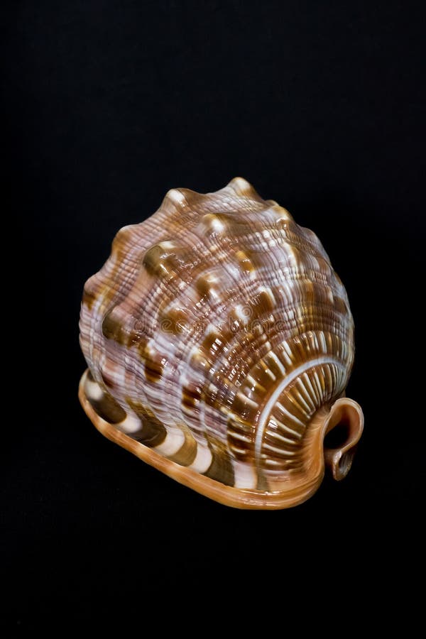 Sea beautiful unusual shell on a black background stock photo