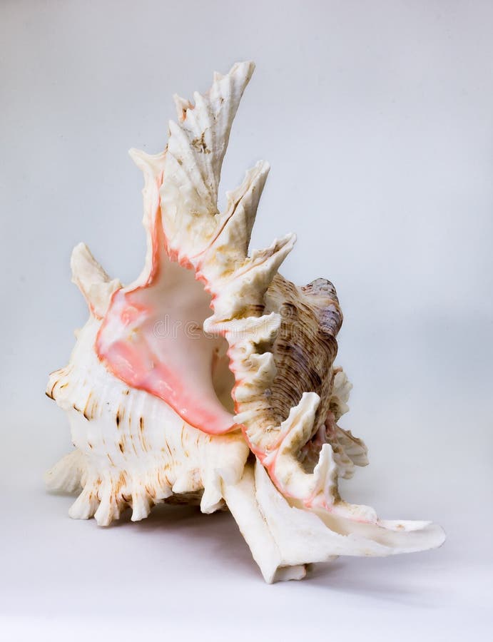 Sea beautiful unusual shell on a white background stock photos