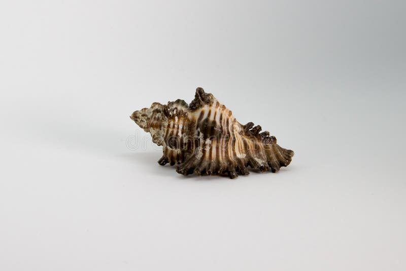 Sea beautiful unusual shell on a white background stock images