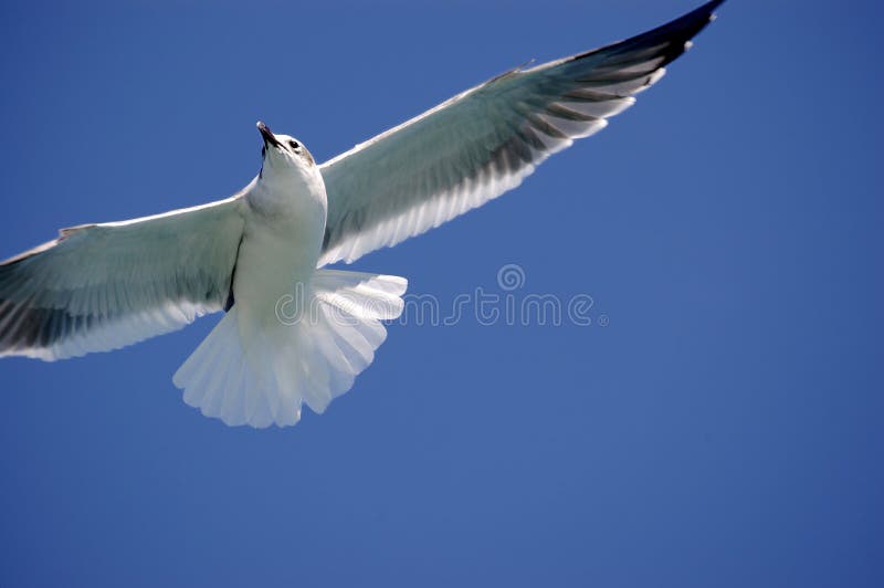 Sea bird