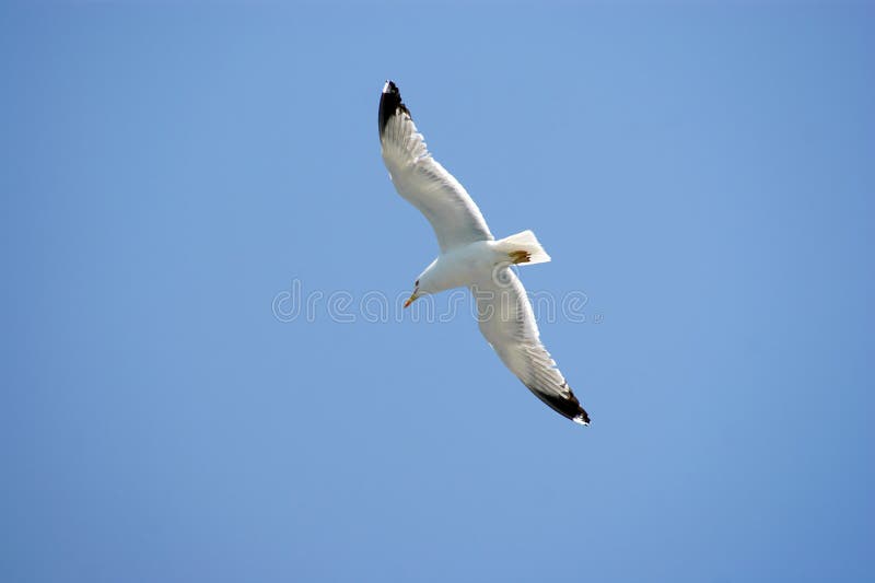 Sea Bird on Blue Sky