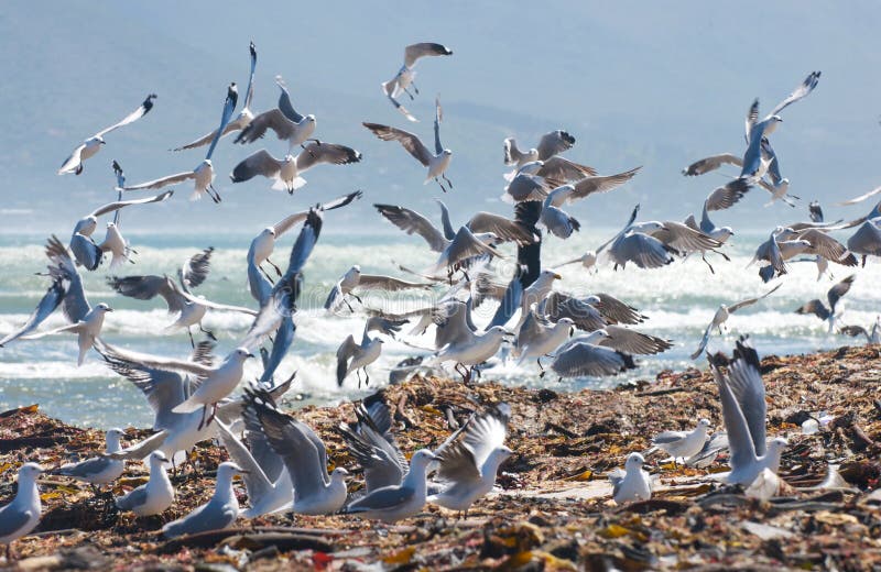 Sea Bird Energy