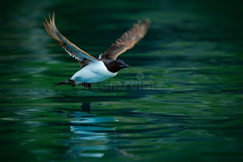 Sea bird fly. Brunnich\ s Guillemot, Uria lomvia, white birds with black heads in the sea water, Svalbard, Norway. Beautiful rock